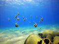   Schooling Banner Fish  